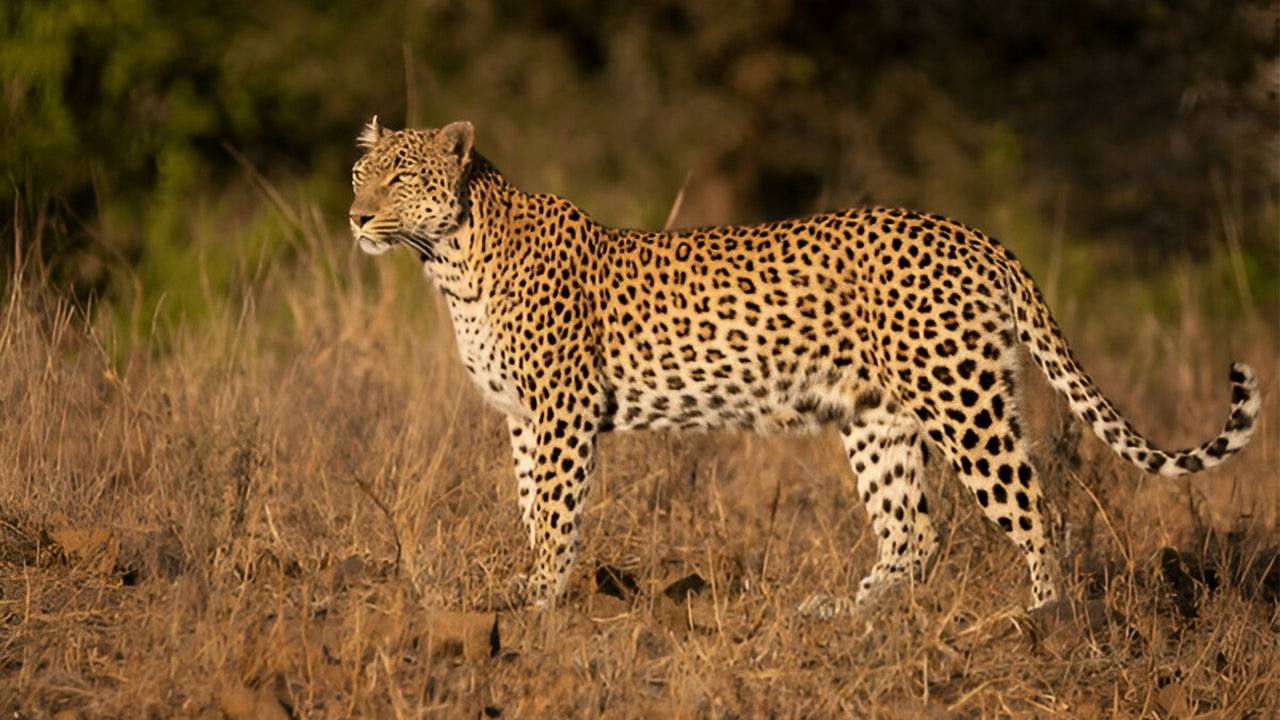 Ethische safari in Nationaal Park Yala (Blok 5)
