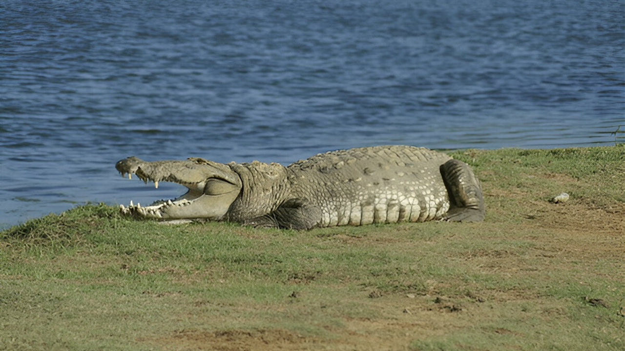 Ethische safari in Nationaal Park Yala (Blok 5)
