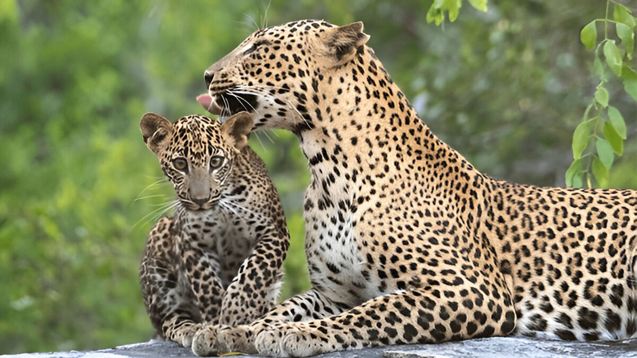 Ethische safari in Nationaal Park Yala (Blok 5)