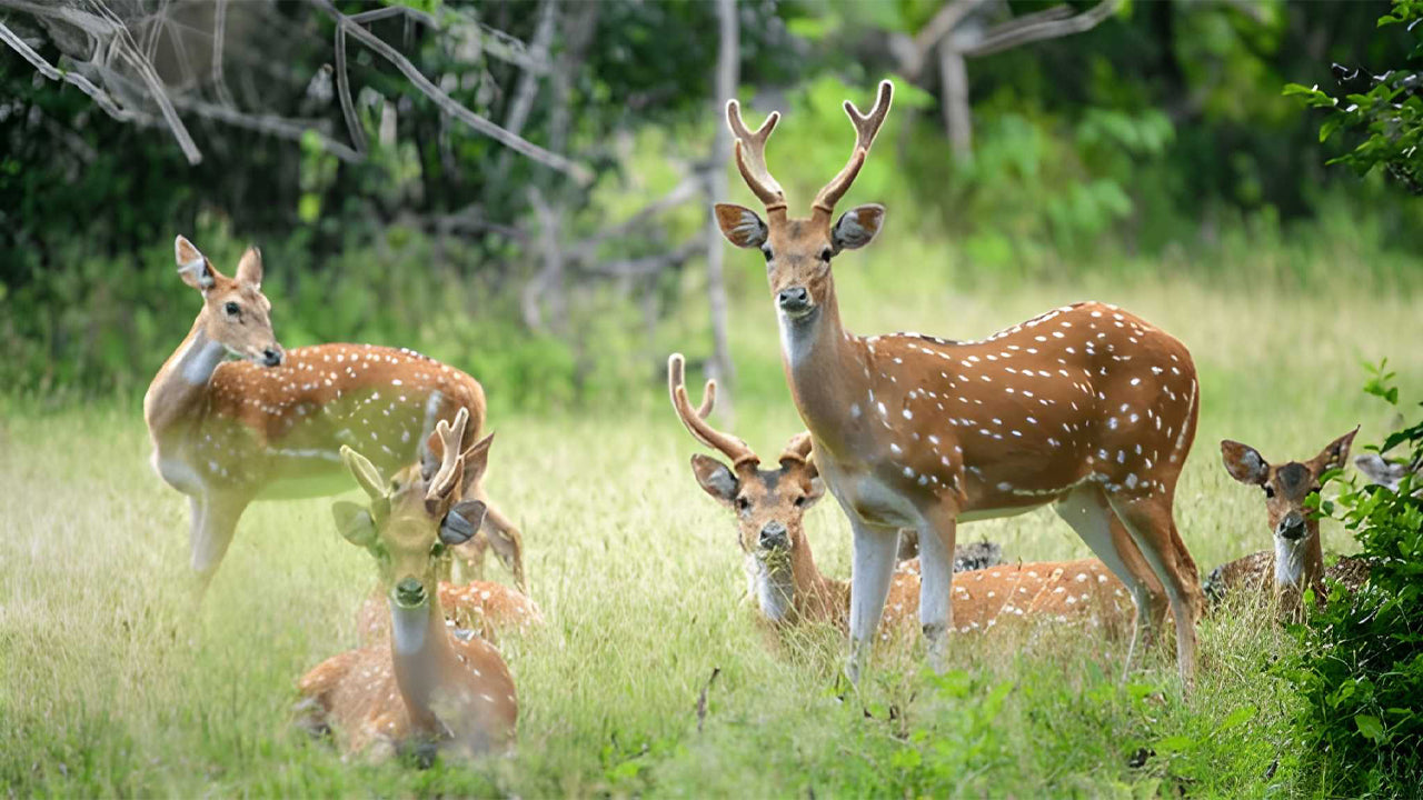 Ethische safari in Nationaal Park Yala (Blok 5)