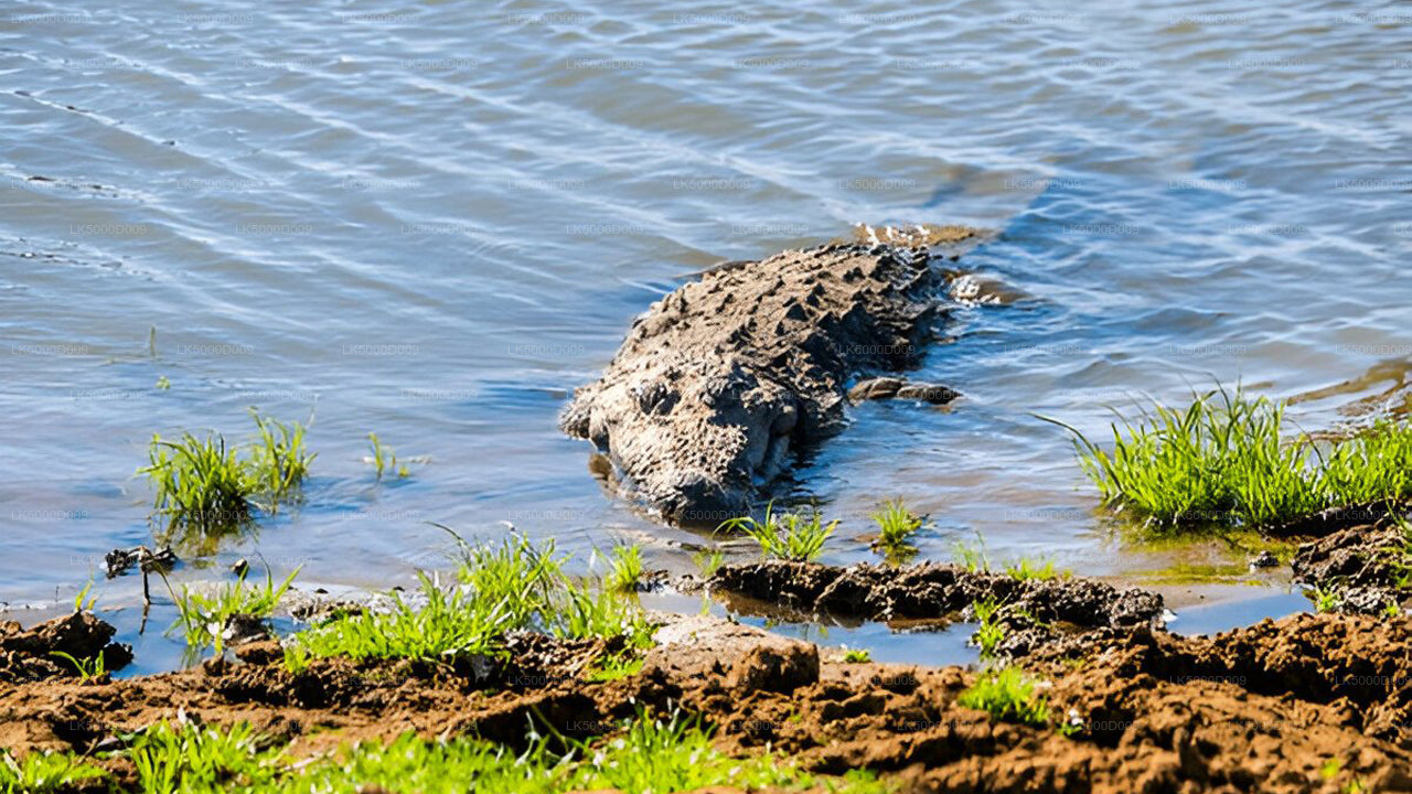Privétour van Galle naar Ella met Udawalawe Safari