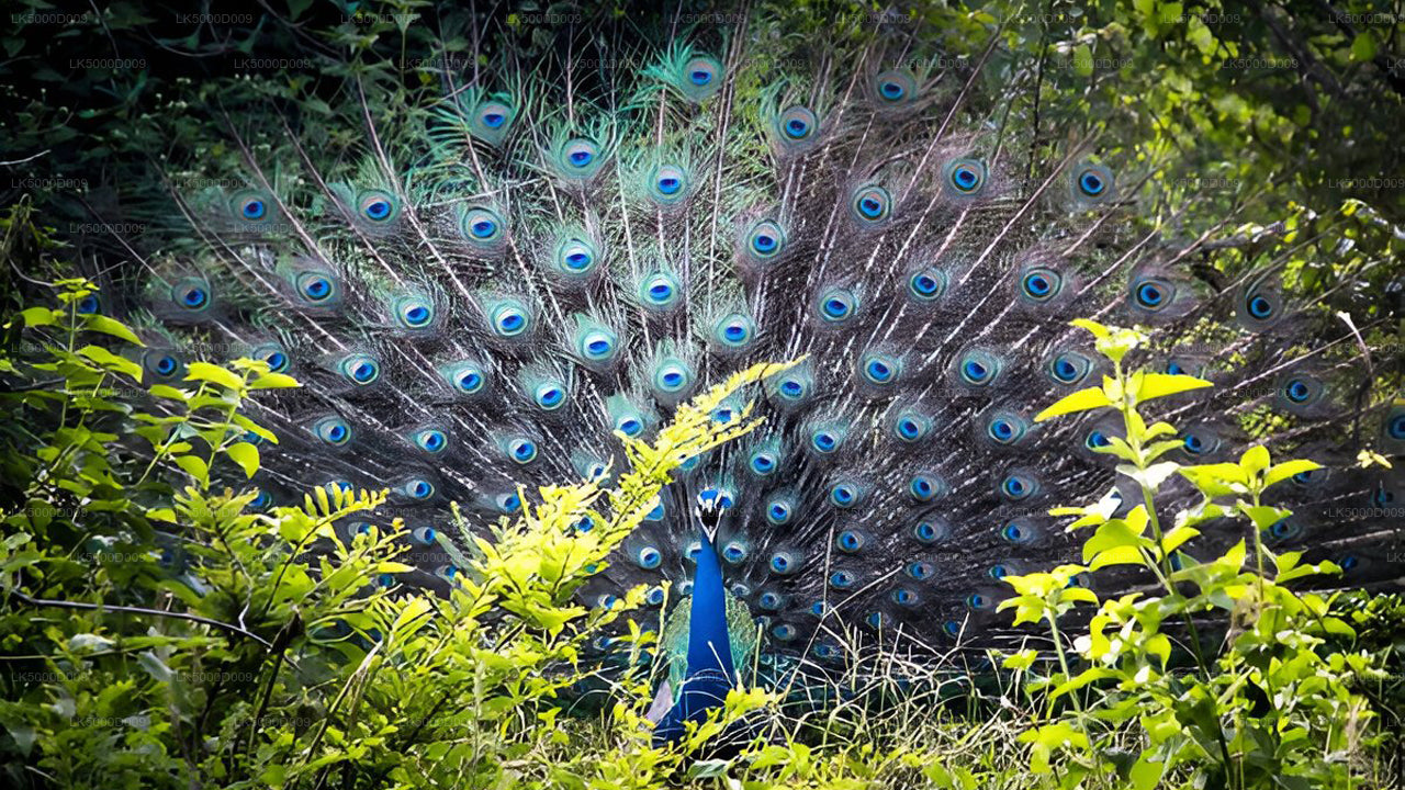 Privétour van Galle naar Ella met Udawalawe Safari