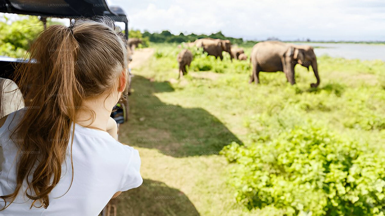 Privétour van Galle naar Ella met Udawalawe Safari