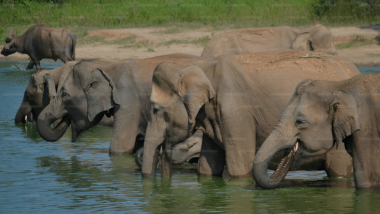 Privétour van Galle naar Ella met Udawalawe Safari