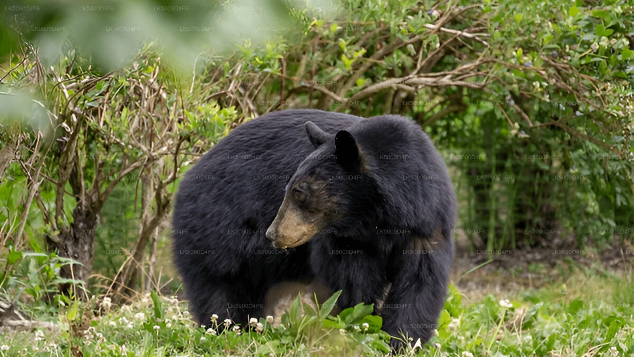 Private Tour  from Unawatuna to Ella with Yala Safari