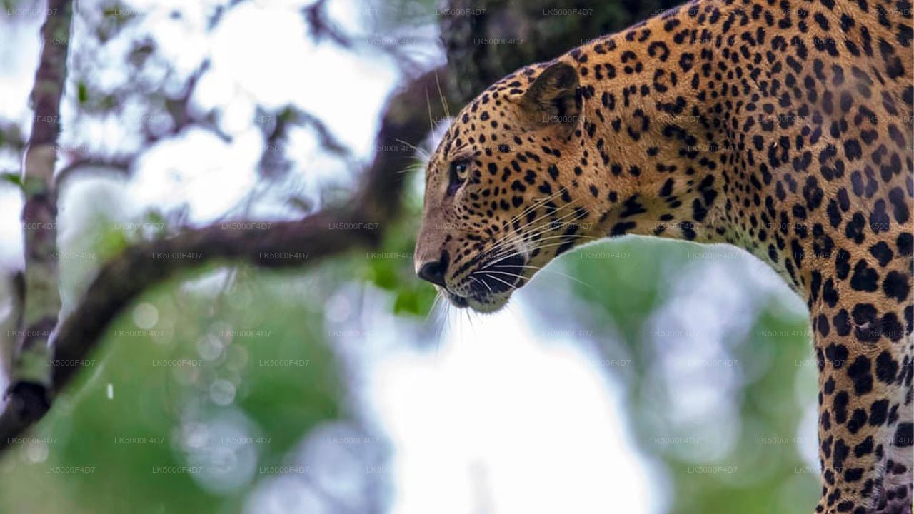 Privétour van Ella naar Hiriketiya met Yala Safari