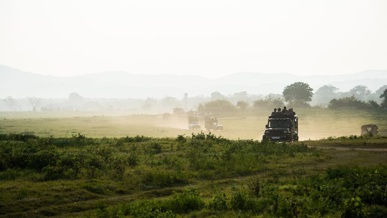 Privétour van Ella naar Hiriketiya met Yala Safari