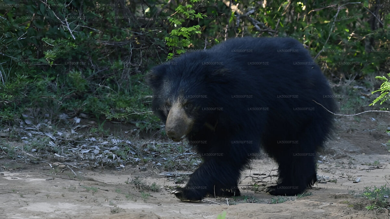 Private Tour from Ella to Galle with Yala Safari