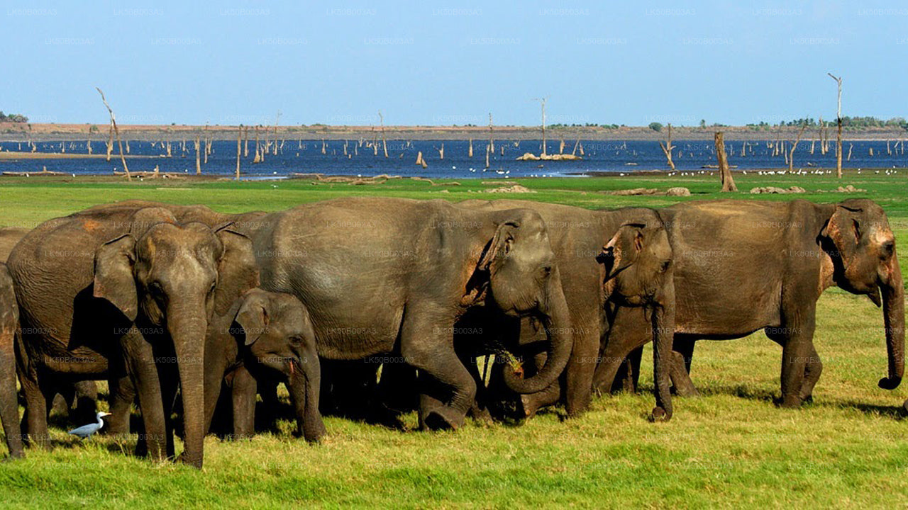 Privésafari in het nationale park Minneriya