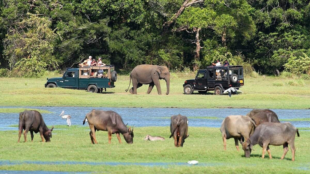 Privésafari in het nationale park Minneriya