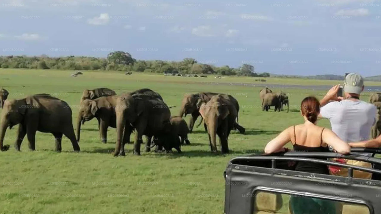 Privésafari in het nationale park Minneriya