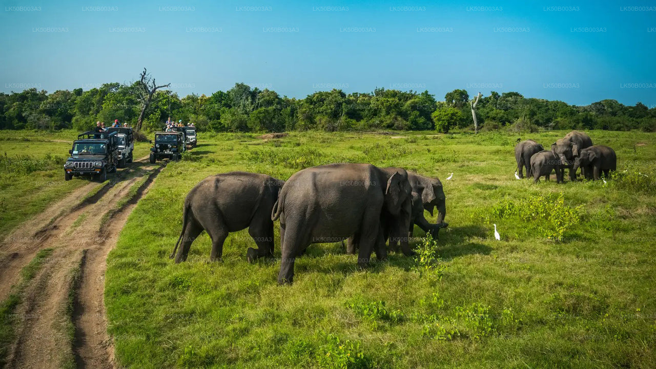 Privésafari in het nationale park Minneriya