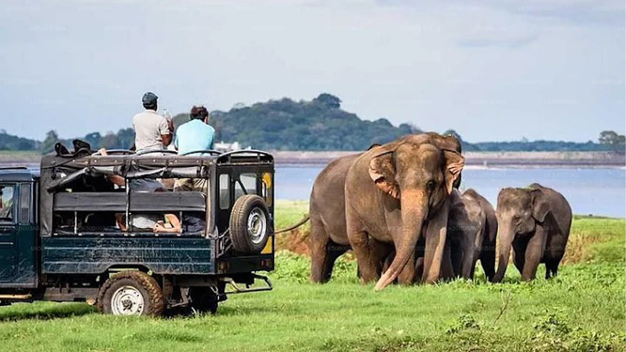 Privésafari in het nationale park Minneriya