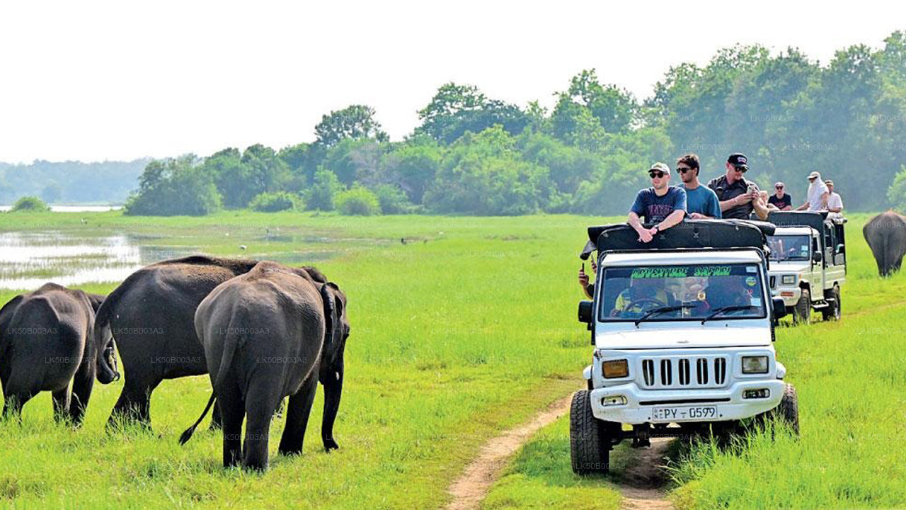 Privésafari in het nationale park Minneriya