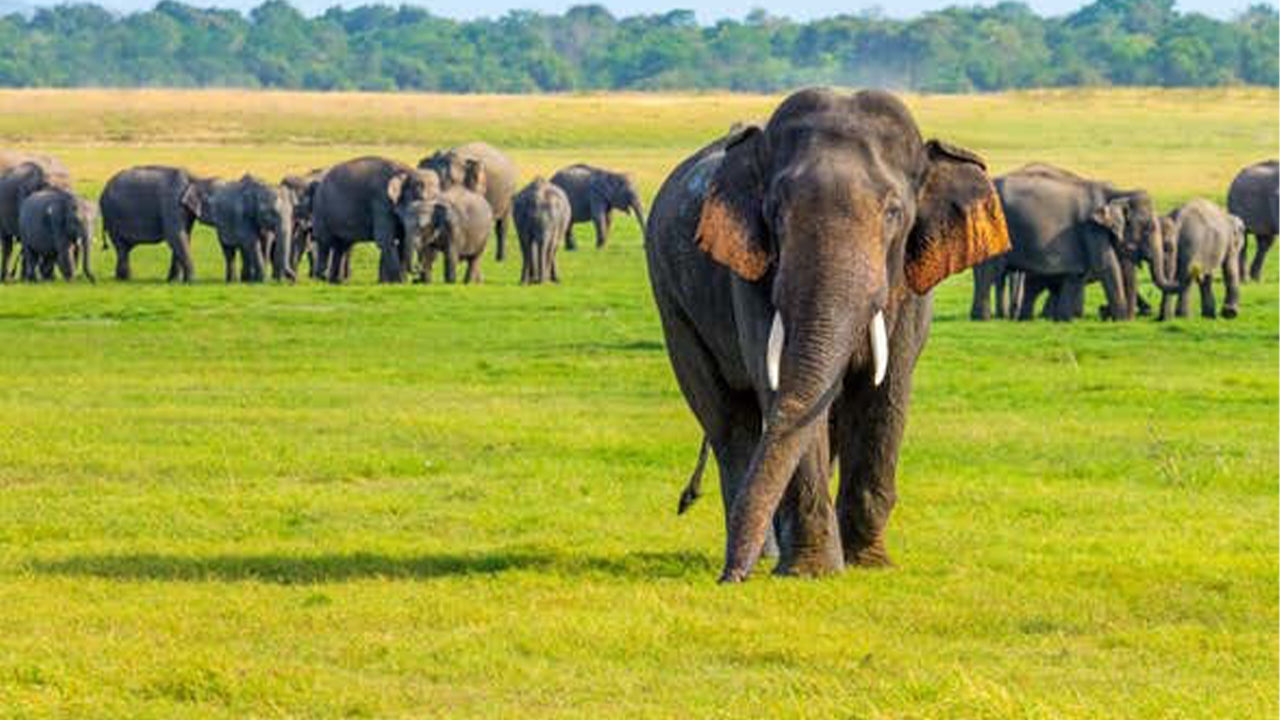 Minneriya Nationaal Park Safari vanuit Sigiriya