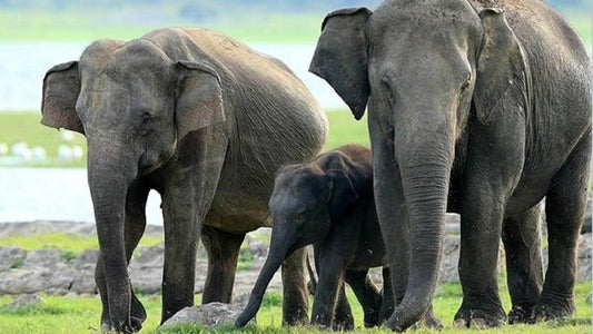 Minneriya Nationaal Park Safari vanuit Sigiriya