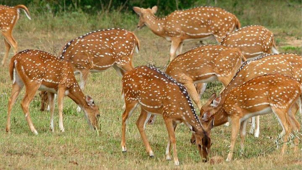 Minneriya Nationaal Park Safari vanuit Sigiriya