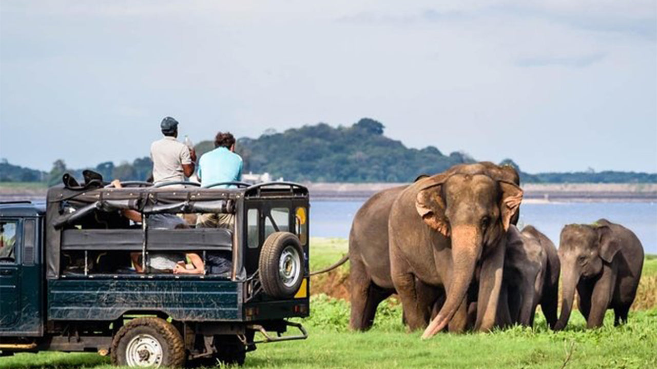 Minneriya Nationaal Park Safari vanuit Sigiriya
