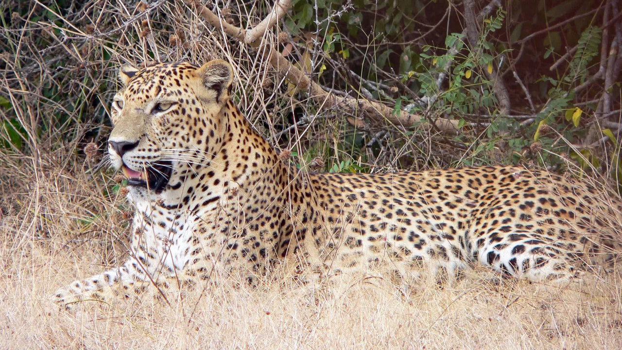 Privésafari in het Yala National Park