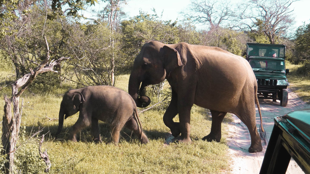 Privésafari in het Yala National Park