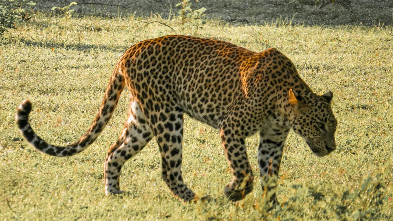 Privésafari in het Yala National Park