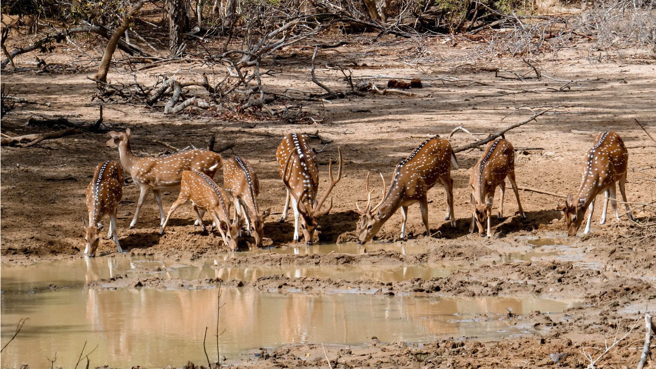 Privésafari in het Yala National Park