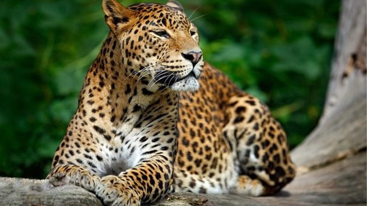 Privésafari in het Yala National Park