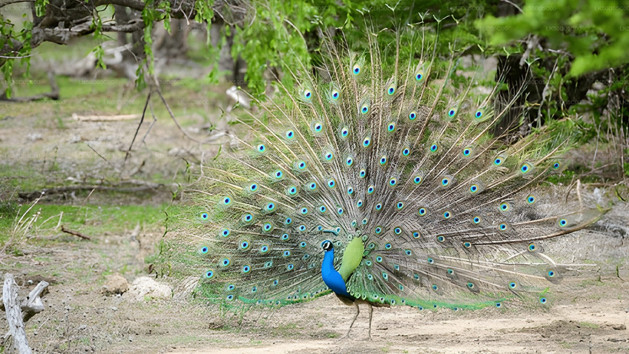 Privésafari naar Kaudulla National Park vanuit Sigiriya