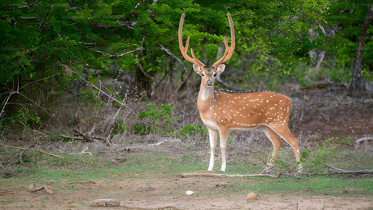 Privésafari naar Kaudulla National Park vanuit Sigiriya