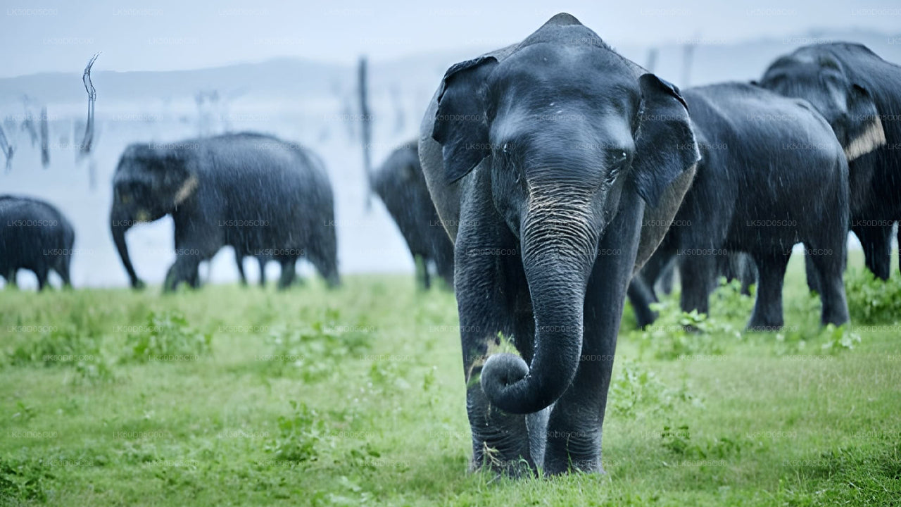 Privésafari naar Kaudulla National Park vanuit Sigiriya
