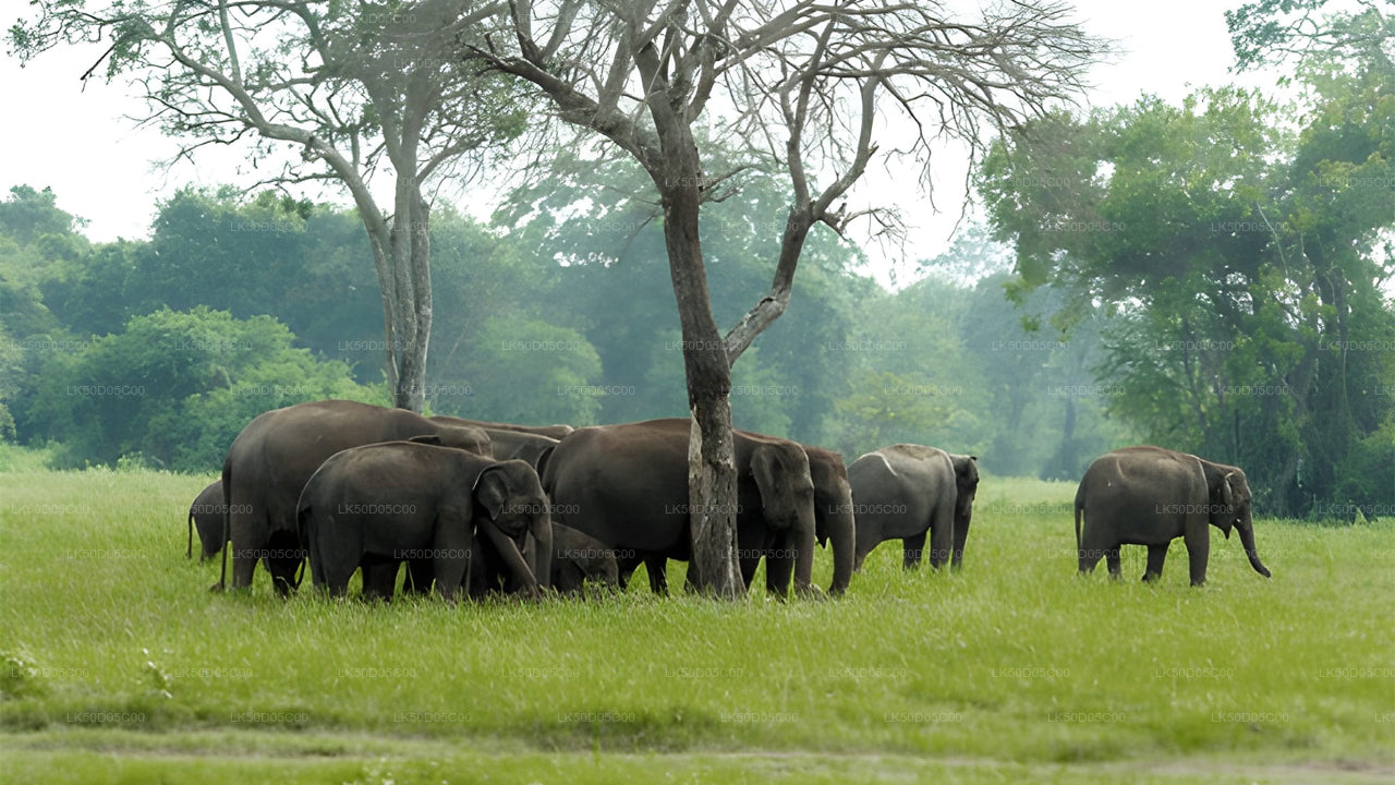 Privésafari naar Kaudulla National Park vanuit Sigiriya