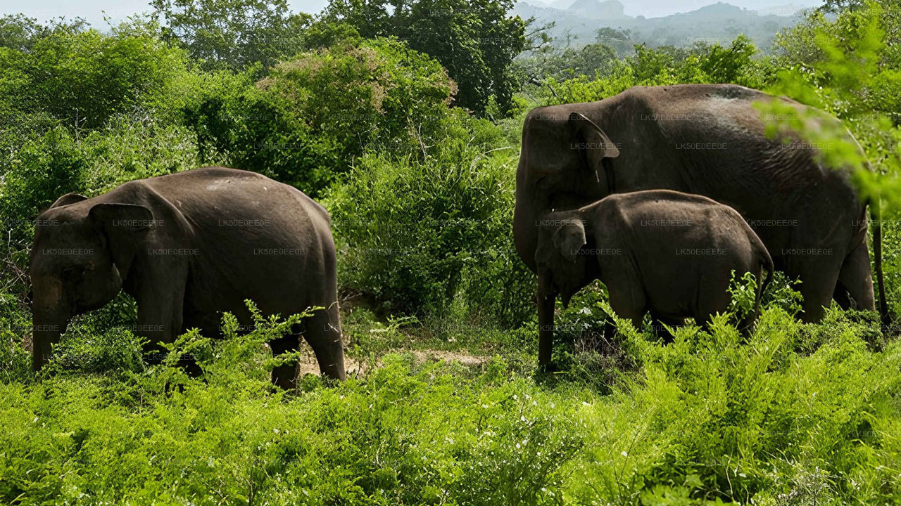 Hurulu Eco Park privésafari