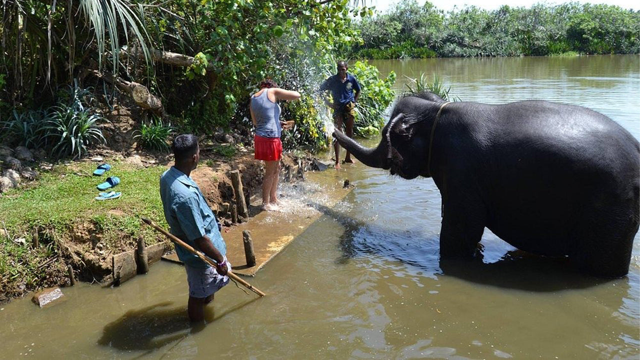 Elephant Riding From Boossa