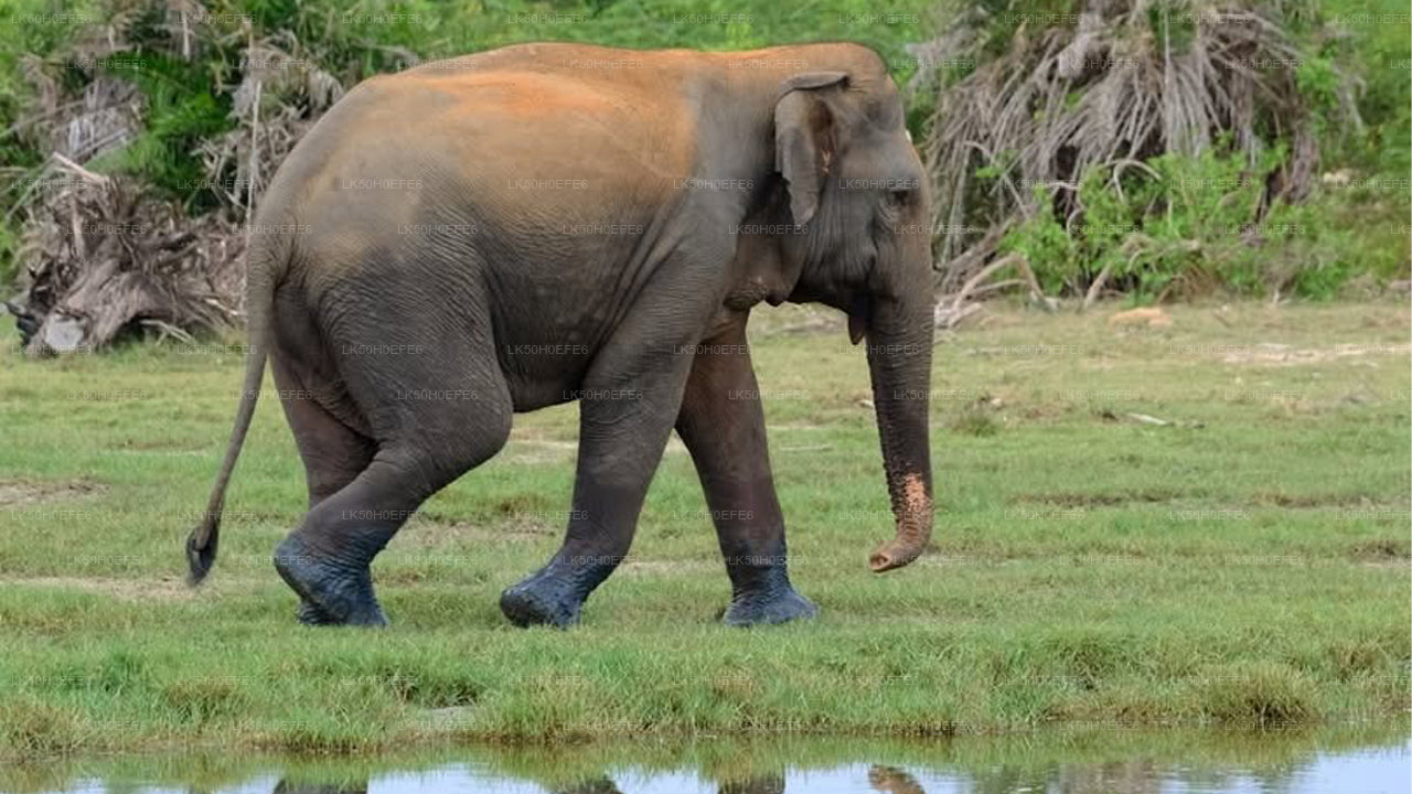 Privésafari in het nationale park Bundala