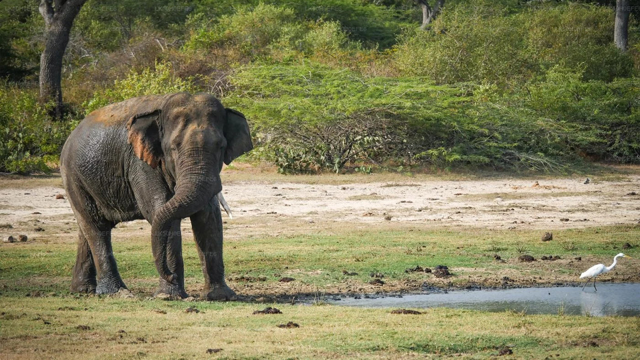 Privésafari in het nationale park Bundala