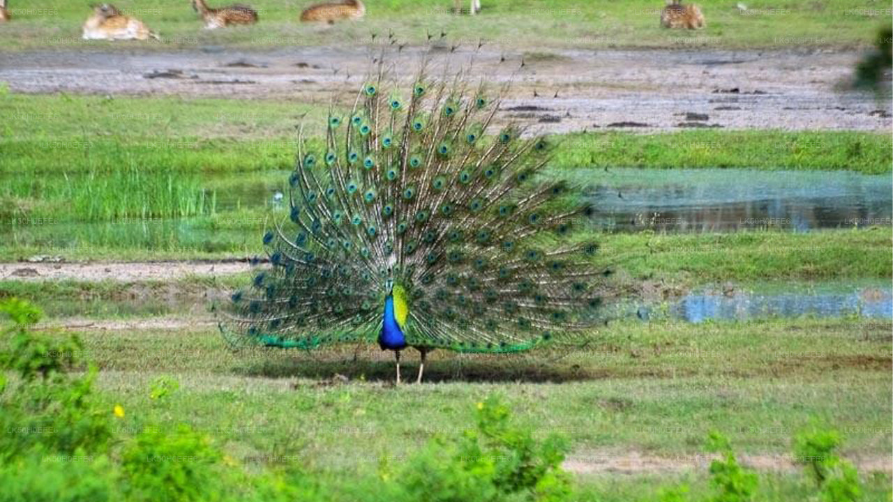 Privésafari in het nationale park Bundala