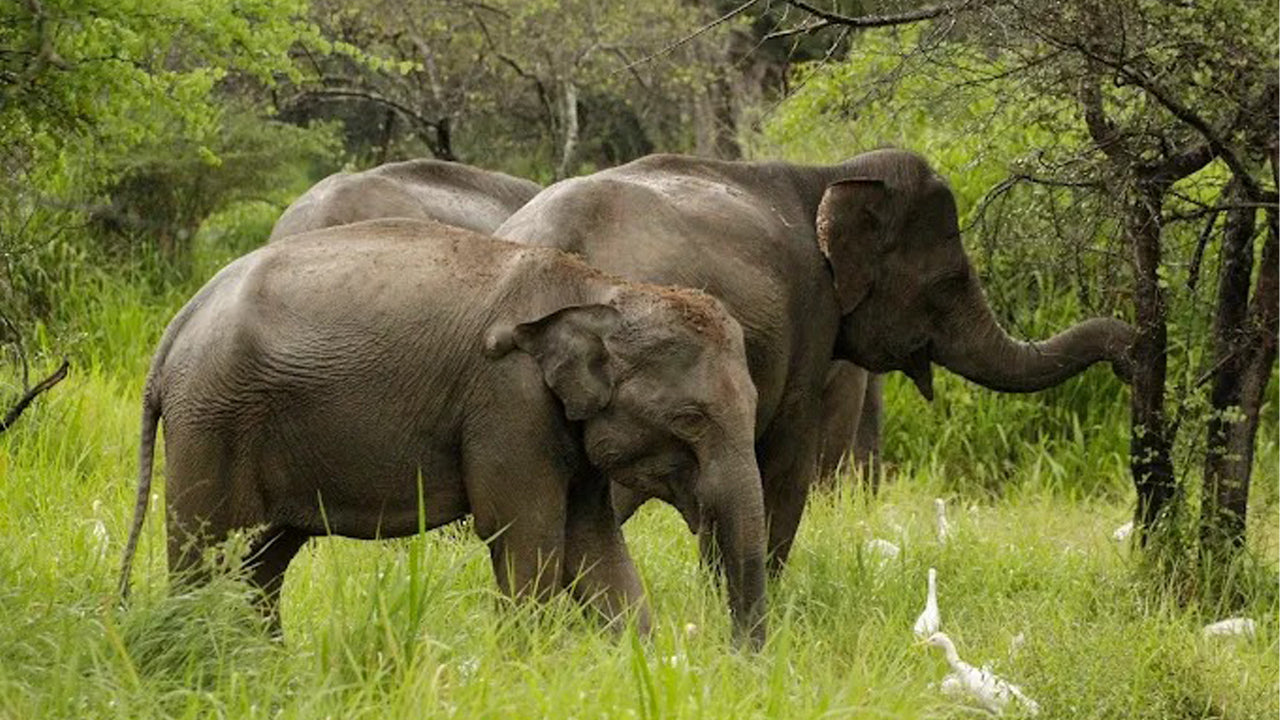 Privésafari in het nationale park Wasgamuwa