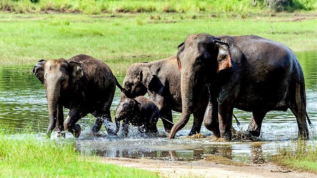 Privésafari in het nationale park Wasgamuwa