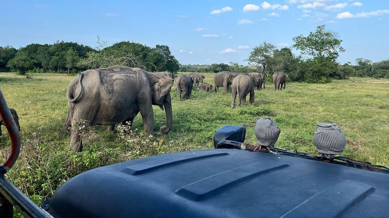 Privésafari in het nationale park Wasgamuwa