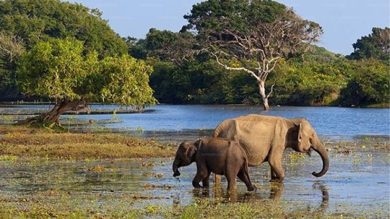 Maduru Oya National Park Privésafari met natuuronderzoeker
