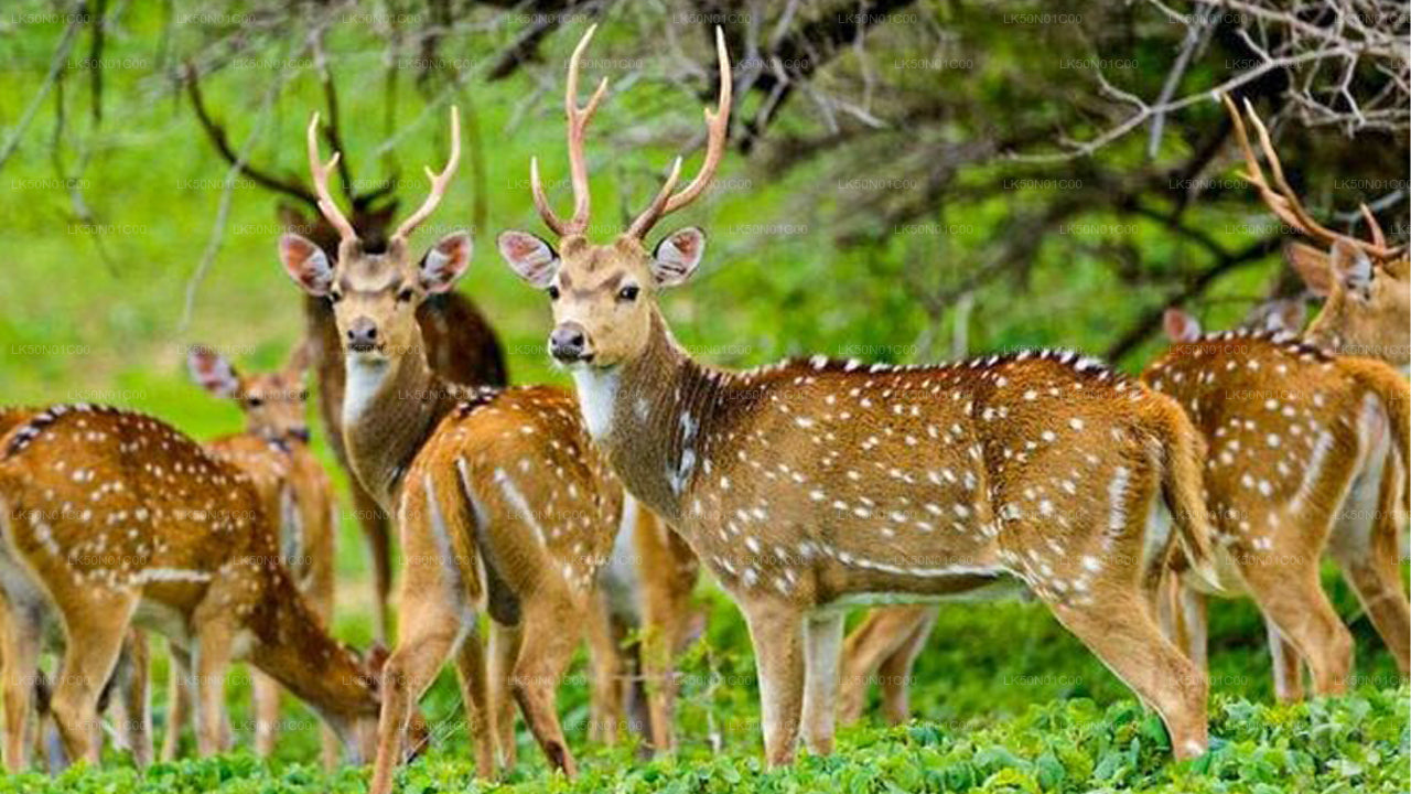 Maduru Oya National Park Privésafari met natuuronderzoeker