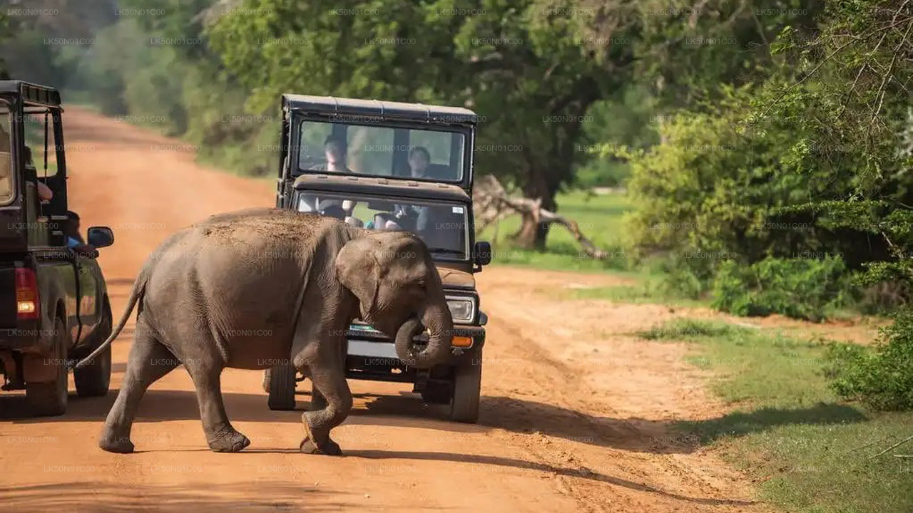 Maduru Oya National Park Privésafari met natuuronderzoeker