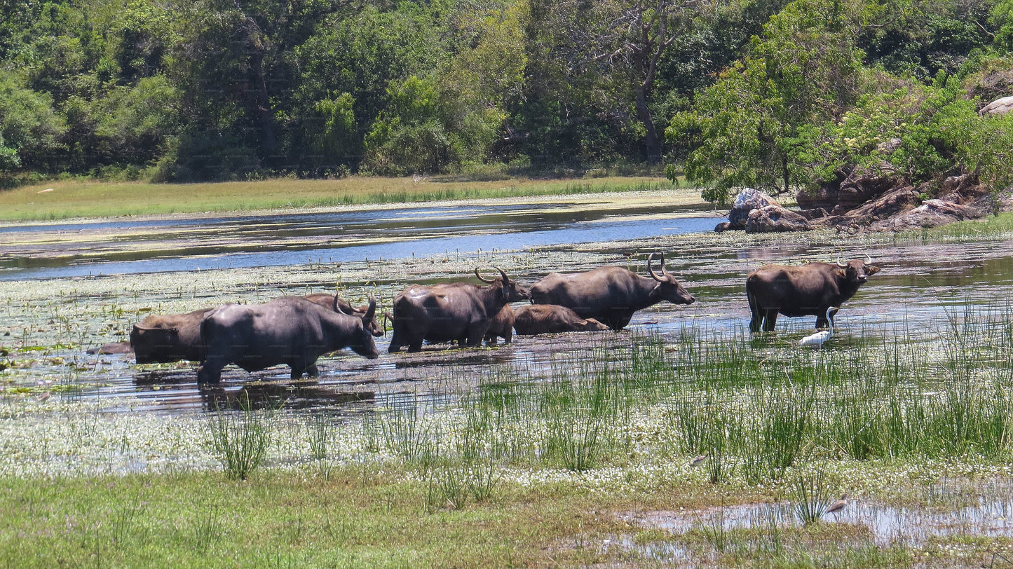Maduru Oya National Park Privésafari met natuuronderzoeker