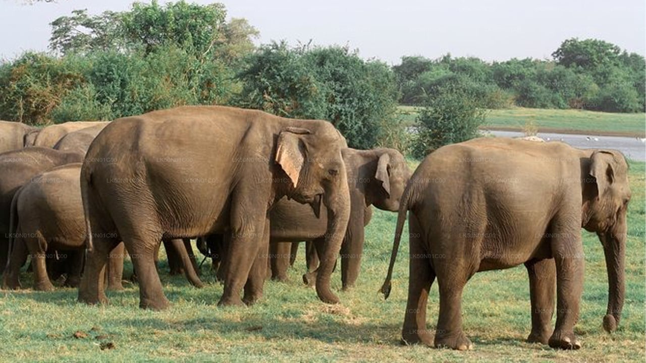 Maduru Oya National Park Privésafari met natuuronderzoeker