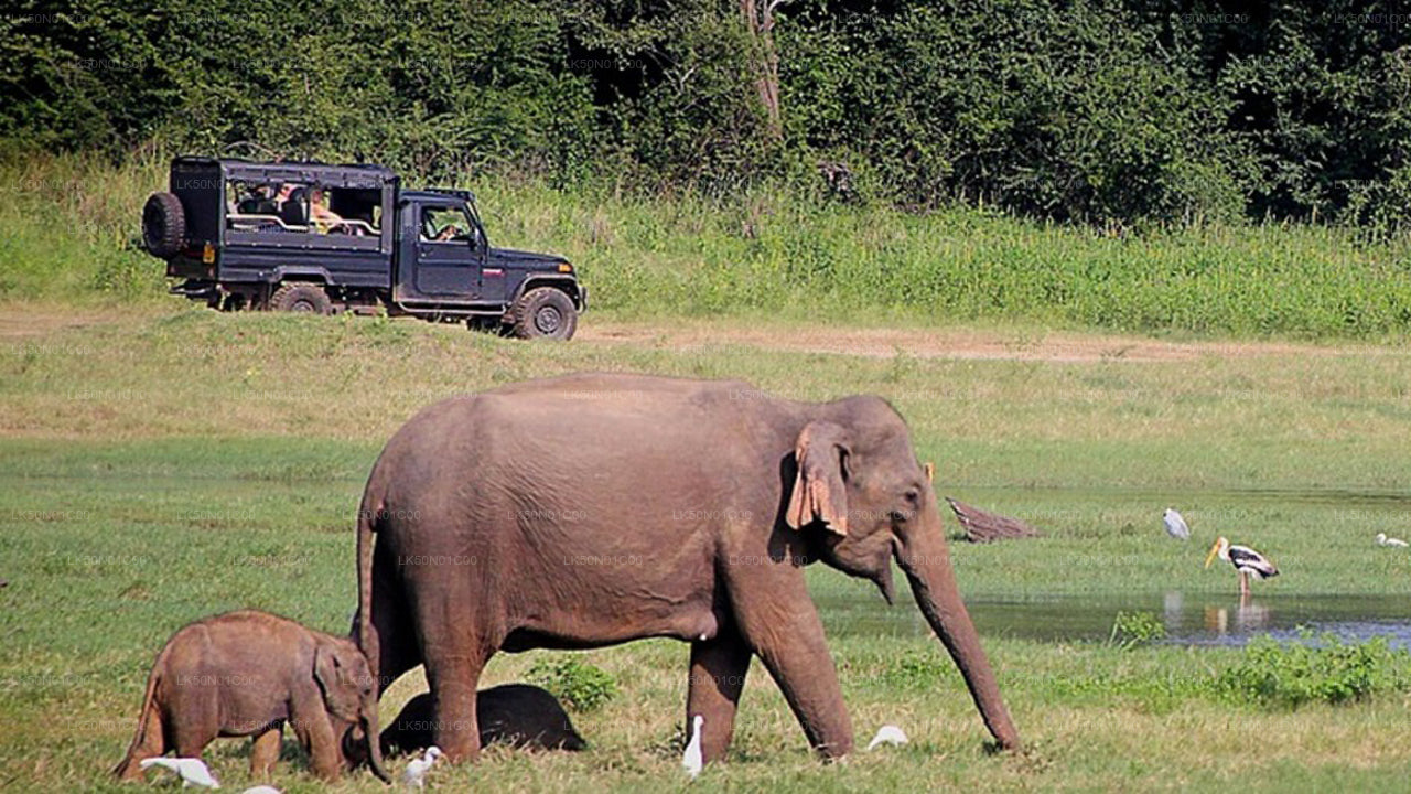 Maduru Oya National Park Privésafari met natuuronderzoeker