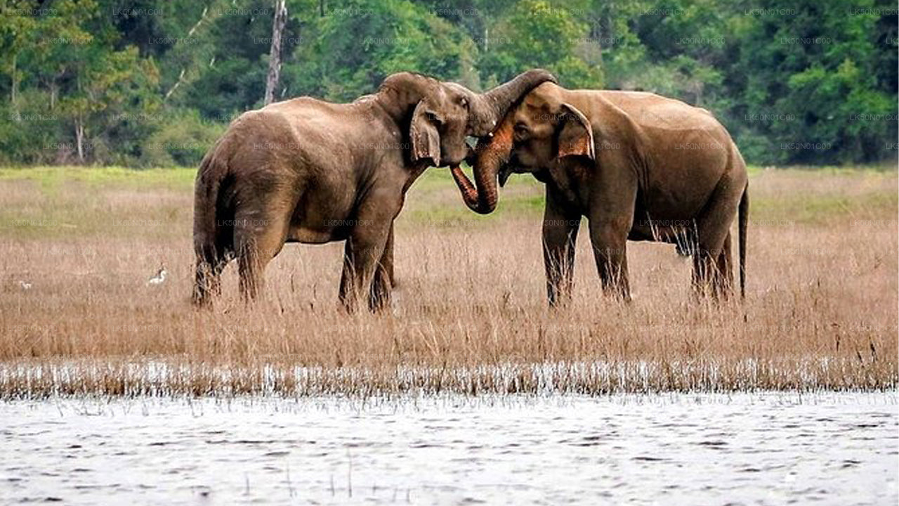 Maduru Oya National Park Privésafari met natuuronderzoeker