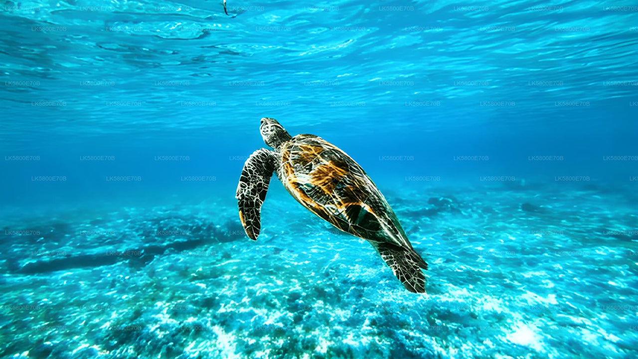 Snorkelen met zeeschildpadden vanuit Unawatuna