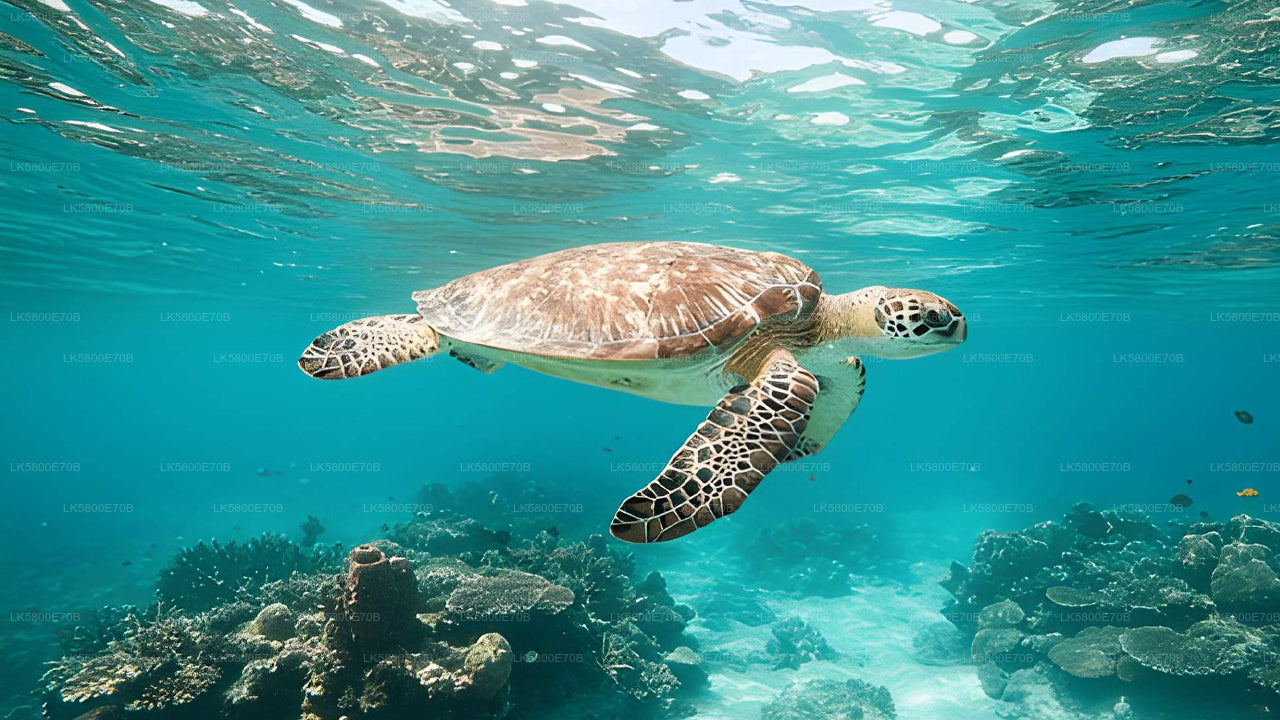 Snorkelen met zeeschildpadden vanuit Unawatuna
