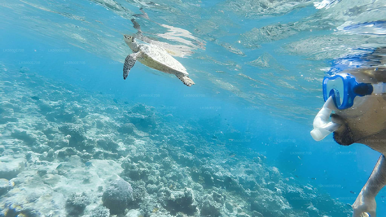 Snorkelen met zeeschildpadden vanuit Hikkaduwa