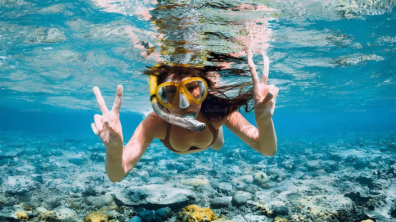 Snorkelen met zeeschildpadden vanuit Bentota